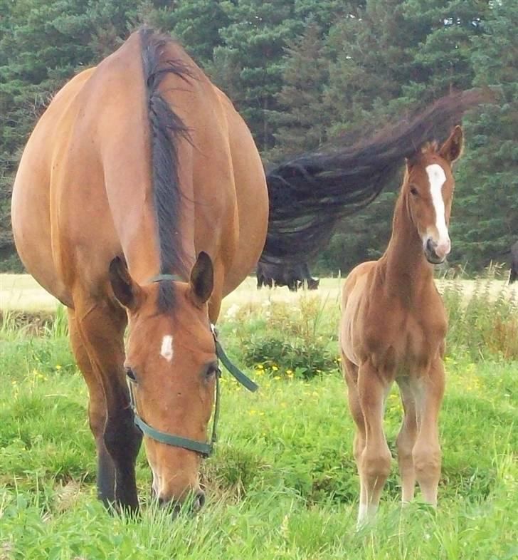 Dansk Varmblod Alouette - Aloue, og Single :D Foto Camilla billede 17