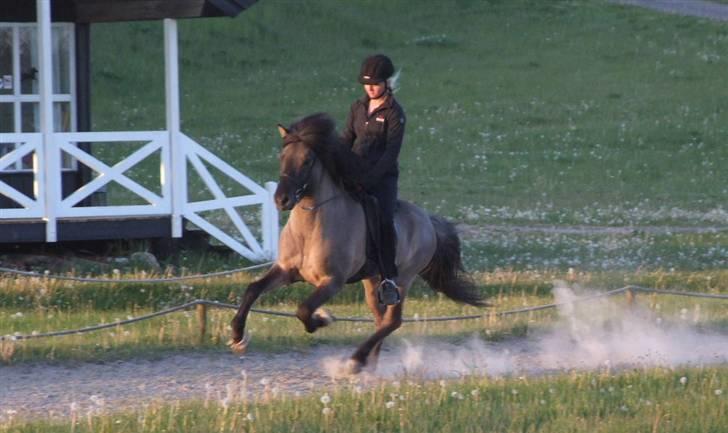 Islænder Sjóður frá Galtastöðum - Middel tempo galop billede 8