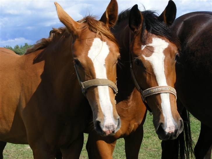 Dansk Varmblod Storåens Sarohna - miq og min storesøster manhjana :D; foto: Mia <´3 billede 12