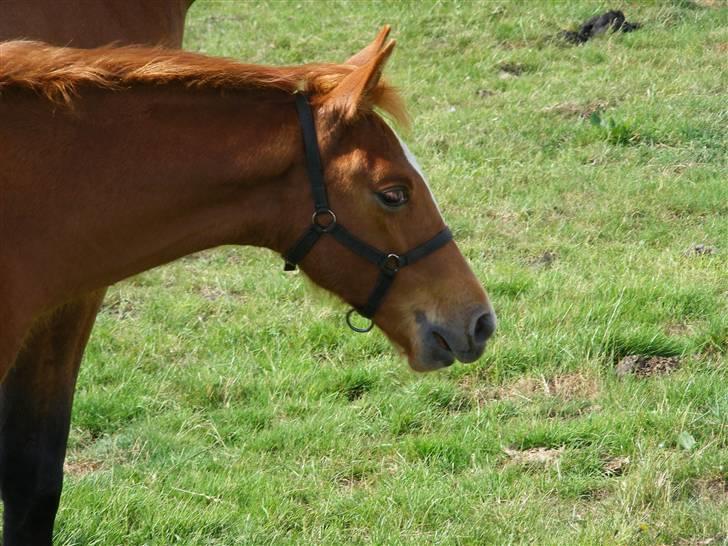 Dansk Varmblod storåens Mikkelino billede 10