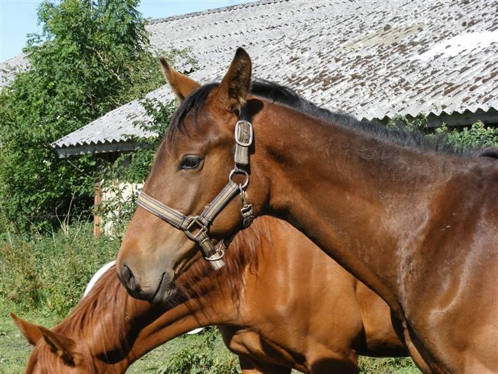 Dansk Varmblod storåens Faust billede 10