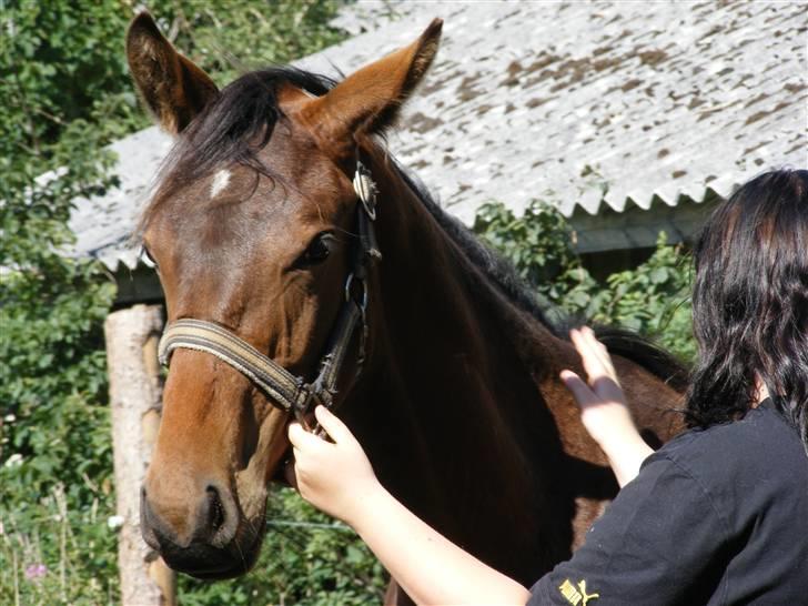 Dansk Varmblod storåens Faust billede 11