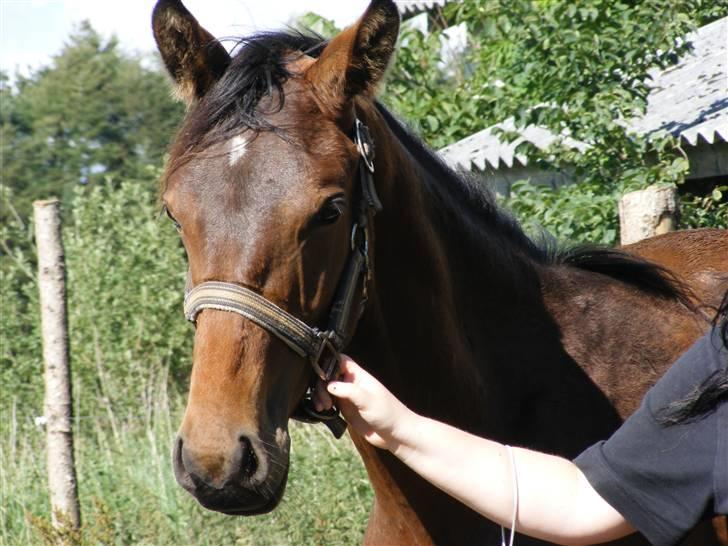 Dansk Varmblod storåens Faust billede 12