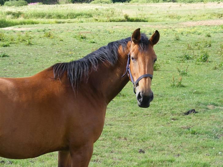 Dansk Varmblod Magnifique [R.I.P] billede 17