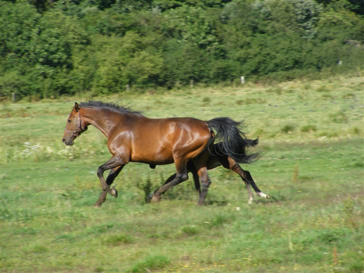 Dansk Varmblod Line billede 12