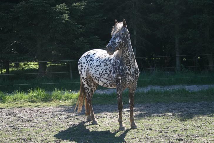 Knabstrupper Søholmgaards Cassiopeia - smukke Søholmgaards Cassiopeia billede 1