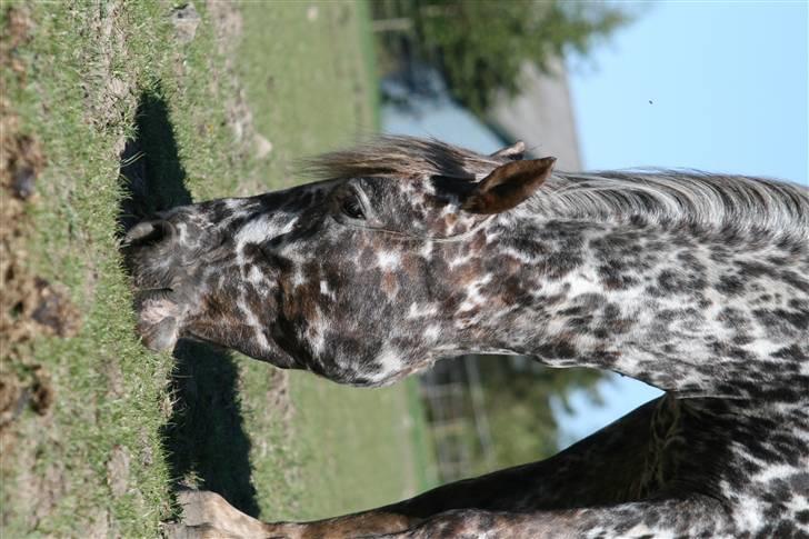 Knabstrupper Søholmgaards Cassiopeia - spiser græs billede 2