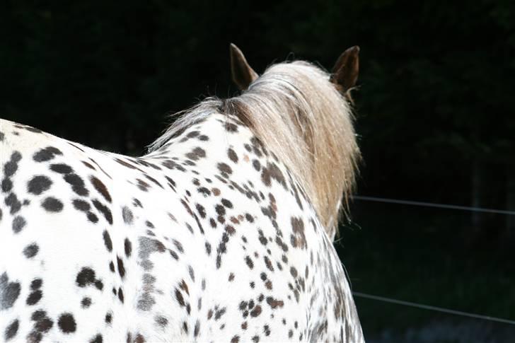 Knabstrupper Søholmgaards Cassiopeia - Cassios fine pletter billede 3