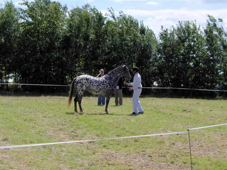 Knabstrupper Søholmgaards Cassiopeia - Michael og Cassiopeia til mønstringskonkurence Gørlev 2007 billede 4