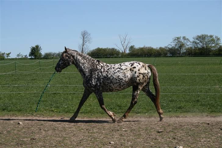 Knabstrupper Søholmgaards Cassiopeia - smukke cassio billede 5