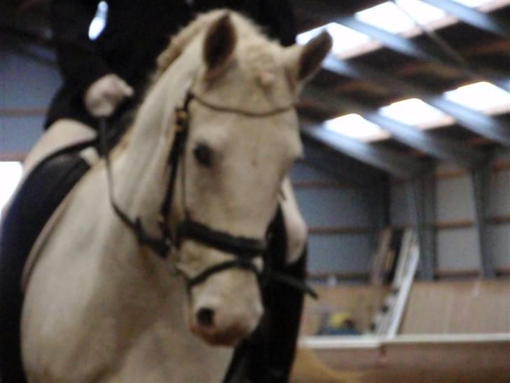 Anden særlig race Rapa nui <3 - Til stævne på Hedelykke. En Lc2 de vandt klassen. Foto: Sarah J  billede 2