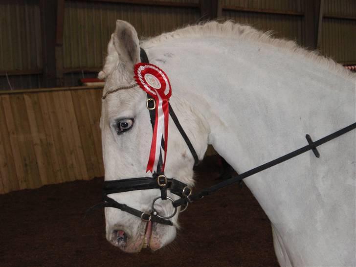 Anden særlig race Rapa nui <3 - Og første plads til den smukke hoppe. Foto: Sarah J billede 6