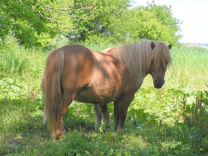 Shetlænder Thorshøjs Menja - En raskmeldt Menja billede 13