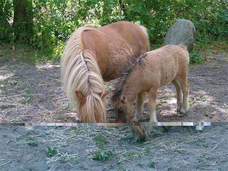 Shetlænder Thorshøjs Menja - Sønnen vokser planmæssigt. billede 14