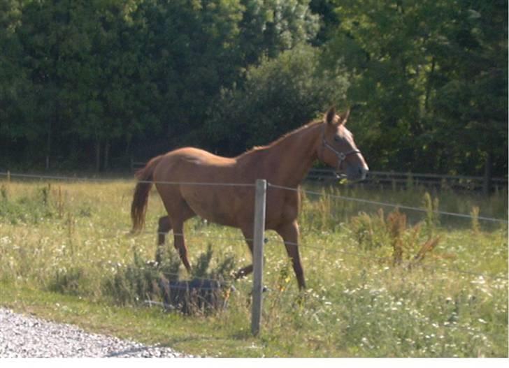 Mecklenburger Uliane R.I.P. billede 7