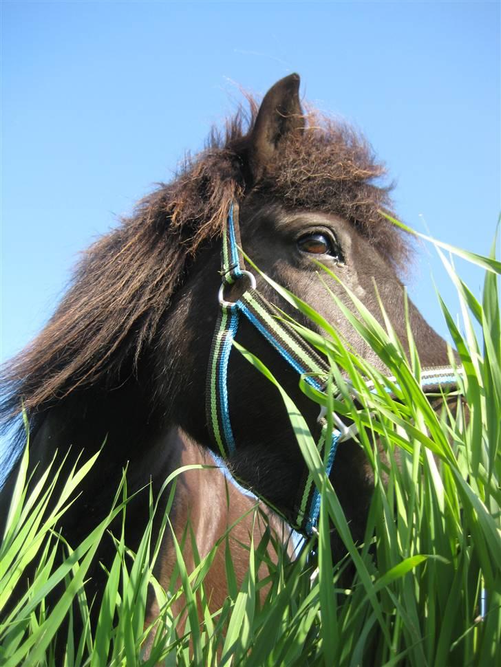 Islænder Fjöður fra Hvíteyrum - På græs (: billede 20