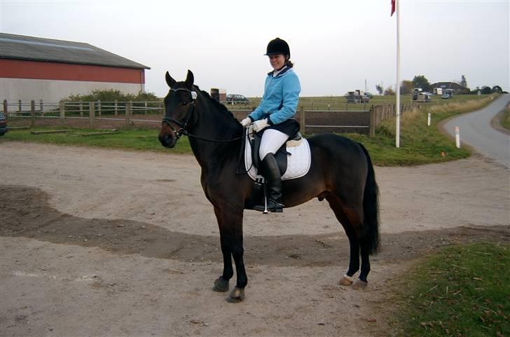 New Forest Elmholts Corso - Har lånt billede 19