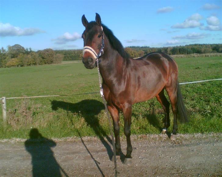 New Forest Elmholts Corso - Har lånt billede 20
