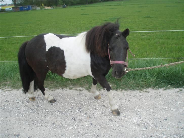 Shetlænder  | Bonny  | ( solgt ) - uuu kamera billede 2