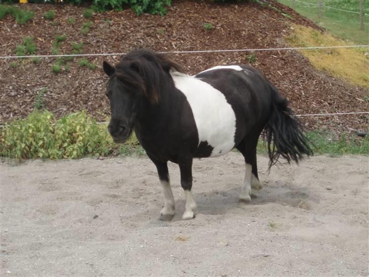 Shetlænder  | Bonny  | ( solgt ) - jeg har lige været næde og rulle mig billede 4