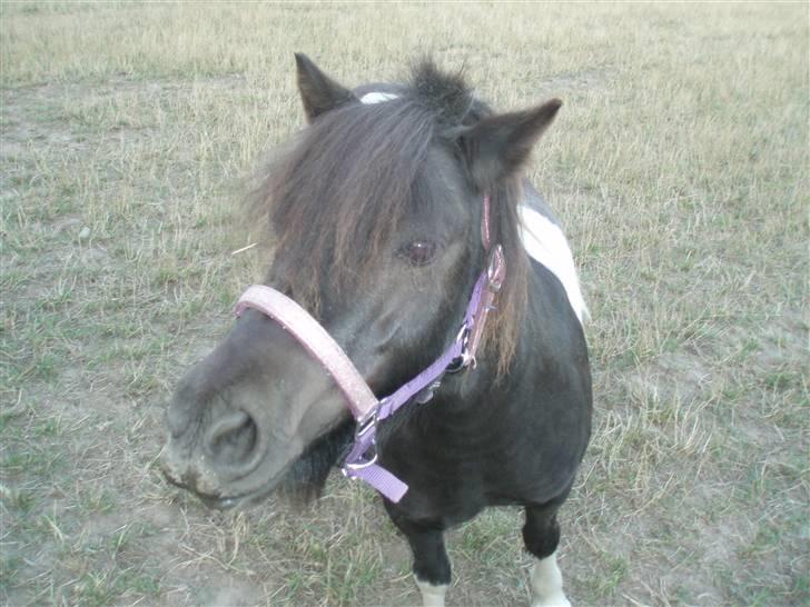 Shetlænder  | Bonny  | ( solgt ) - snøft snøft billede 6