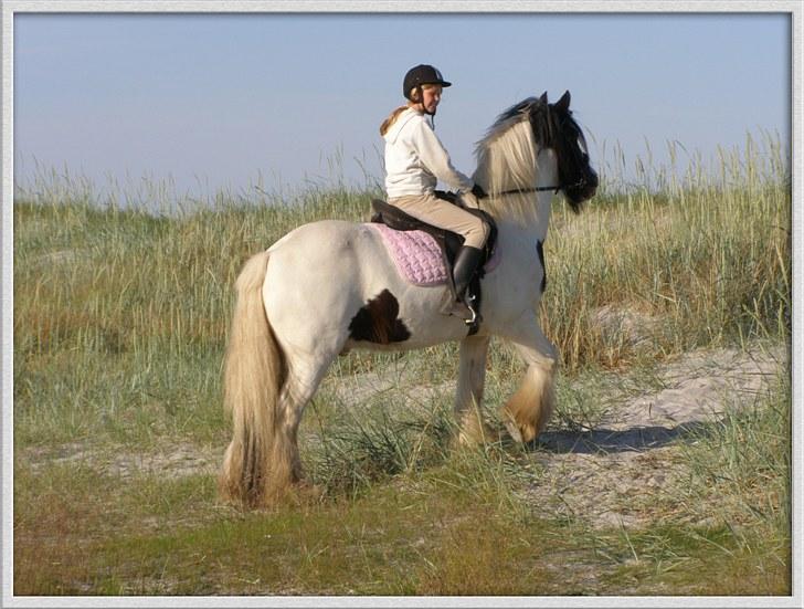 Irish Cob Beer's Paddy billede 2