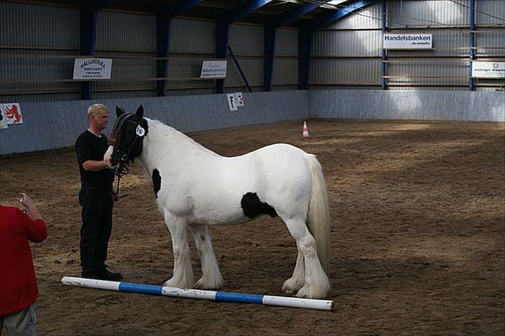 Irish Cob Beer's Paddy billede 12