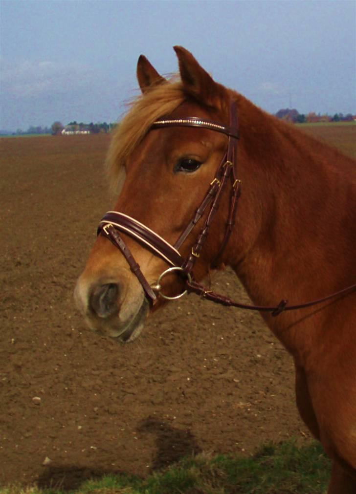 Anden særlig race maybeline Solgt (SAVNES)! - Fuck hvor er du lækker!!!<3<3(Er ude at ride tur) billede 1