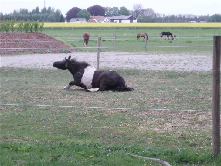 Shetlænder  | Bonny  | ( solgt ) - aa det er dajligt at rulle sig billede 9