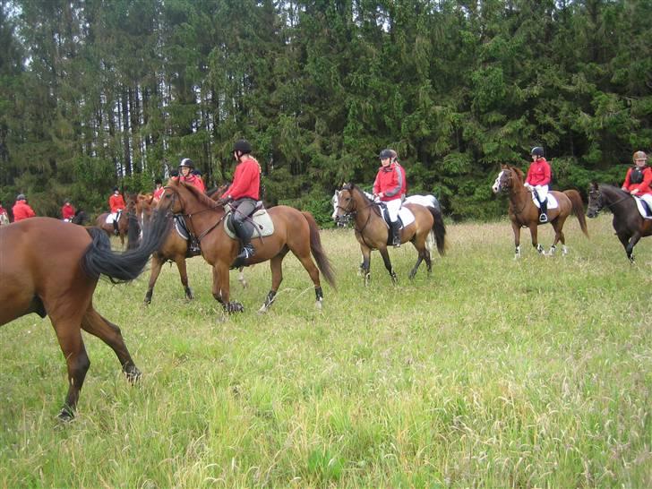 Anden særlig race Pinocchio SOLGT - Jagt i Mønsted billede 6