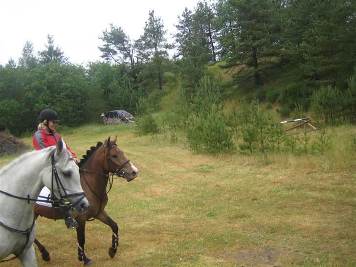 Anden særlig race Pinocchio SOLGT - Jagt i Mønsted. billede 7