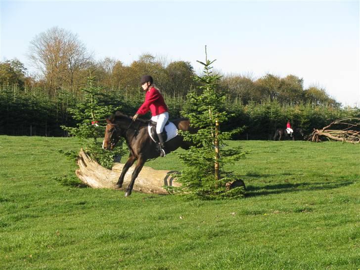 Anden særlig race Pinocchio SOLGT - Jagt på kallehavegaard. billede 8