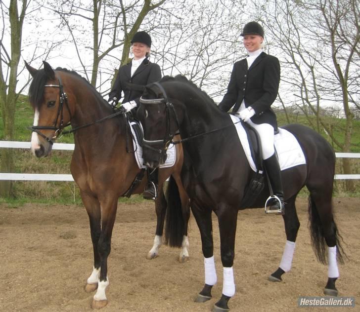 Trakehner Barduc  (SOLGT) - Libber og Barduc. Stævne i Rosenholm billede 8