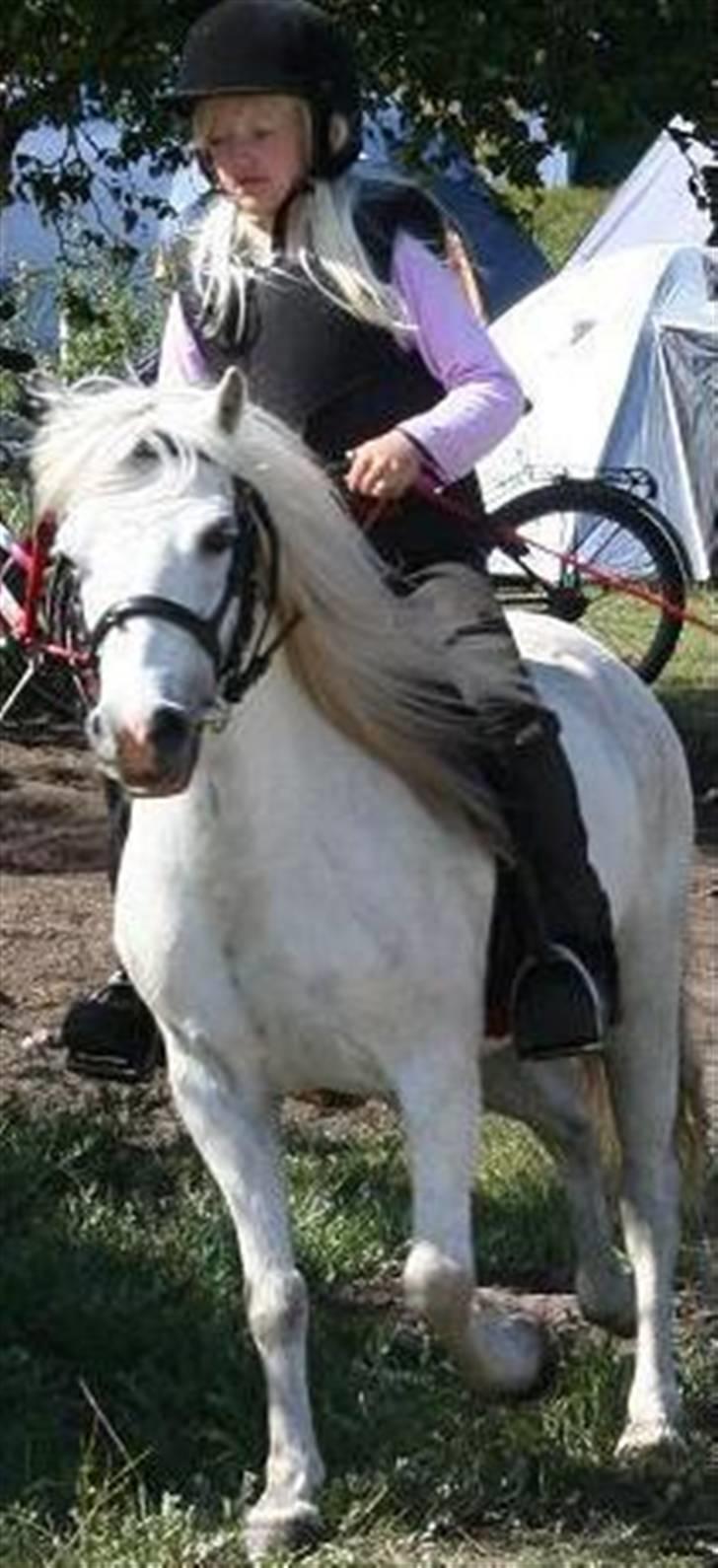 Welsh Mountain (sec A) Patricia billede 8