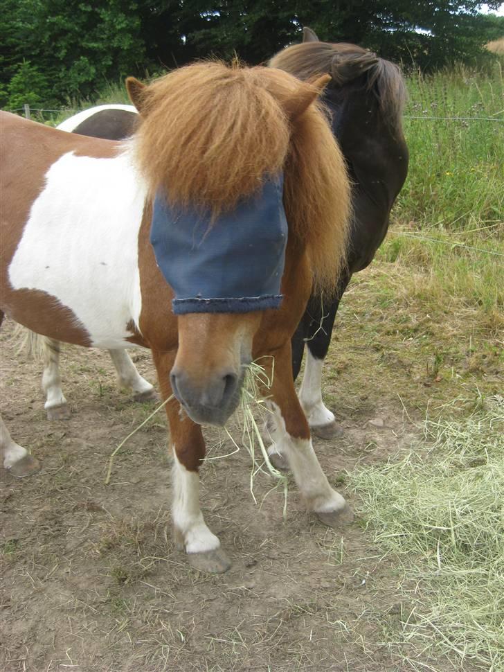 Islænder skjöldur R.I.P :(  - fold 10 juli 2008 billede 9