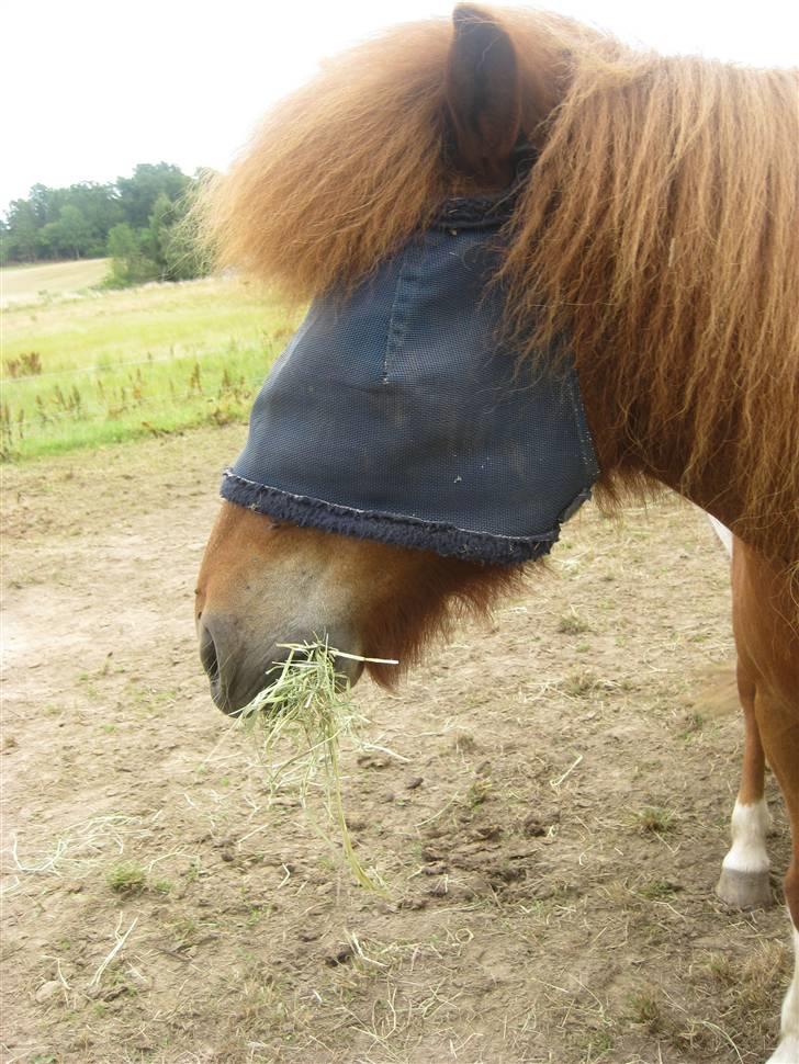 Islænder skjöldur R.I.P :(  - 10 juli 2008 billede 10