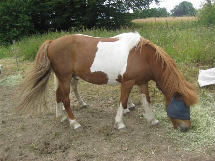 Islænder skjöldur R.I.P :(  - 10 juli 2008 billede 11