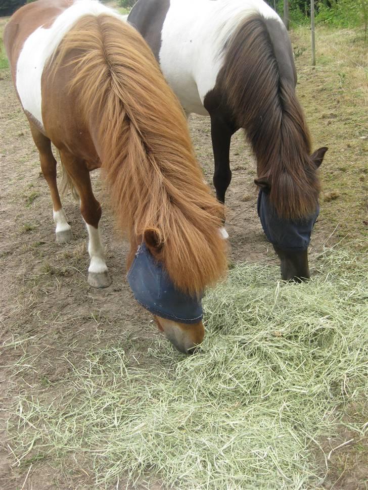 Islænder skjöldur R.I.P :(  - 10 juli 2008 skjöldur med hans gode ven XD billede 12