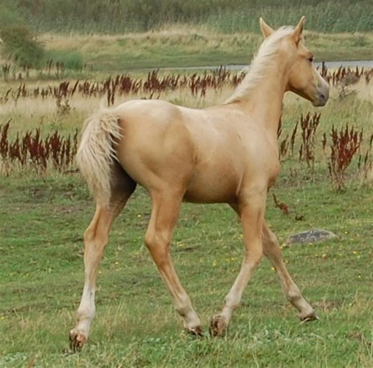 Anden særlig race Mainert Botoft - Velkommen til min profil..  billede 1