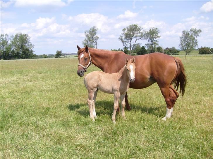 Anden særlig race Mainert Botoft - Står lige her med min mor. billede 2