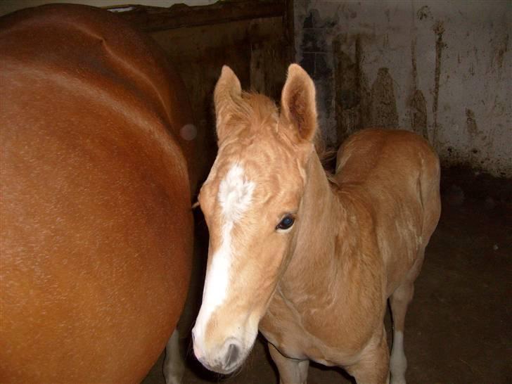 Anden særlig race Mainert Botoft - Min Første tur i boks. billede 3
