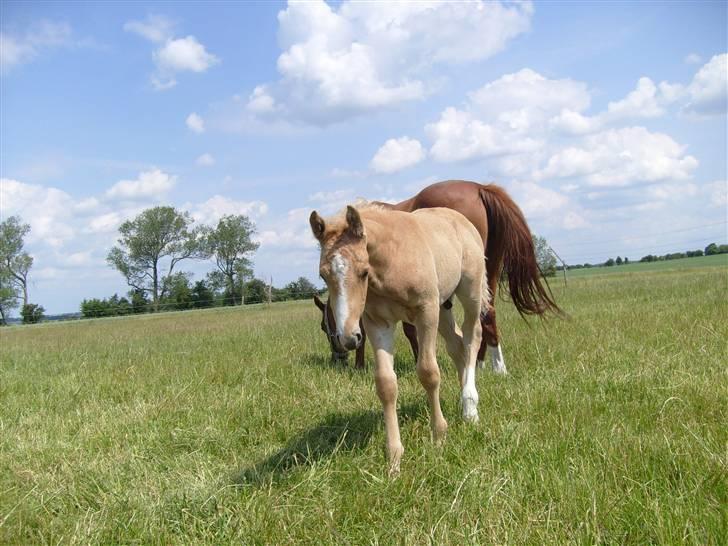 Anden særlig race Mainert Botoft - Jeg kommer lige over og ser hvad du er for en billede 4