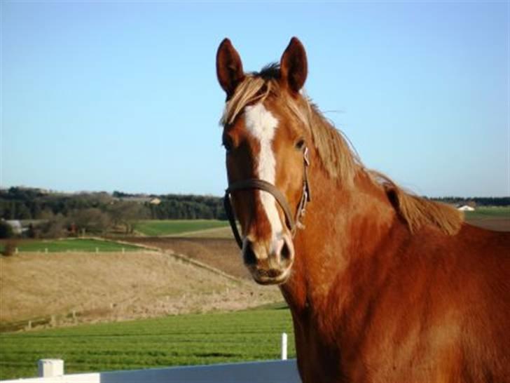 Dansk Varmblod Kasandra Ditlev - kasandra 2 1/2 år billede 2