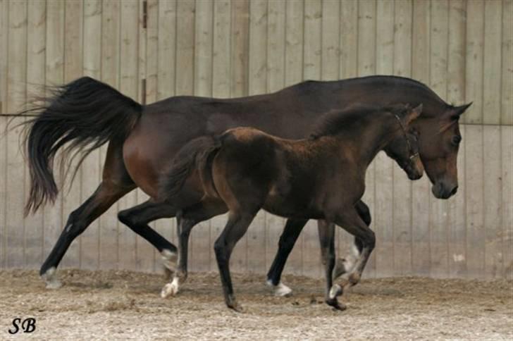 Arabisk fuldblod (OX) Ceduina ox billede 17