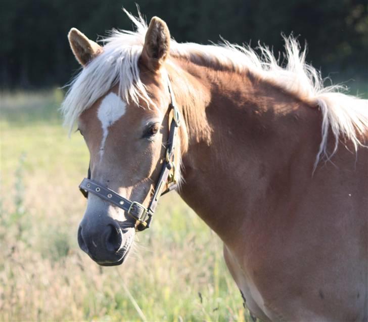 Haflinger alanas ramona - solgt- billede 1
