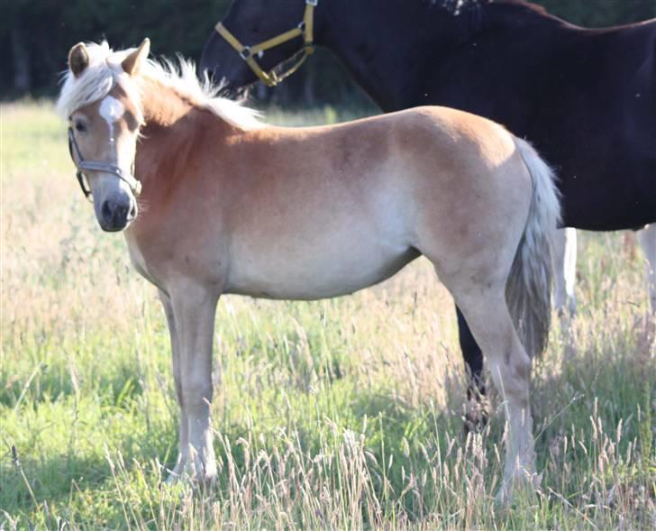 Haflinger alanas ramona - solgt- billede 2