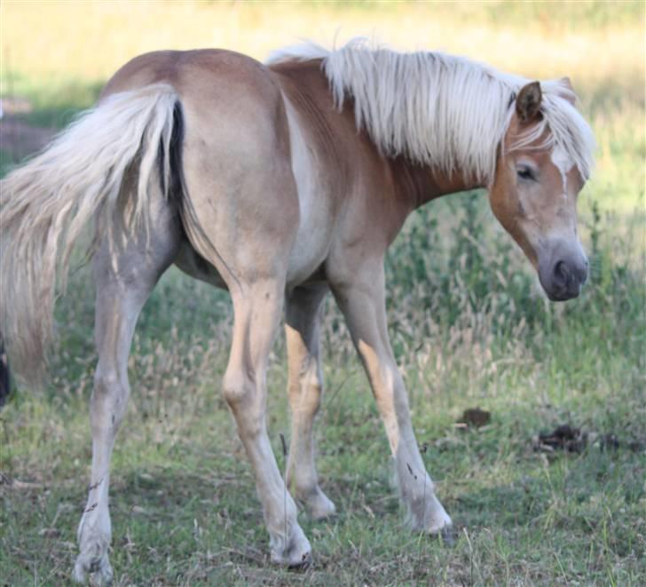 Haflinger alanas ramona - solgt- billede 3