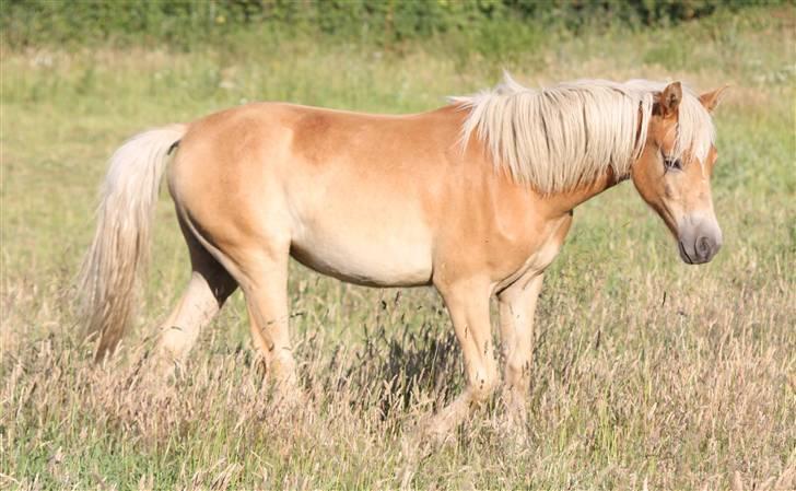 Haflinger alanas ramona - solgt- billede 4