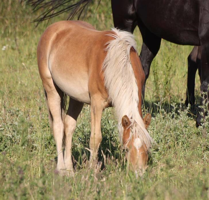 Haflinger alanas ramona - solgt- billede 5