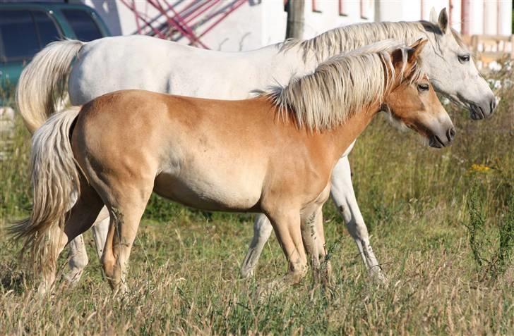 Haflinger alanas ramona - solgt- billede 6